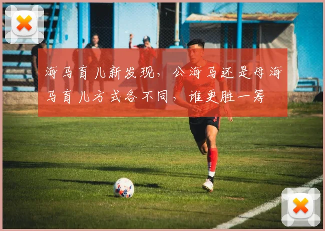 海马育儿新发现，公海马还是母海马育儿方式各不同，谁更胜一筹